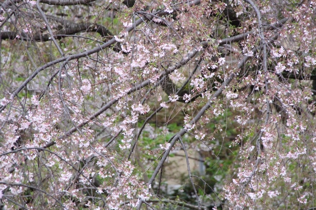 6487-15.4.7祇園しだれ桜　上部の枝に疎らな花.jpg
